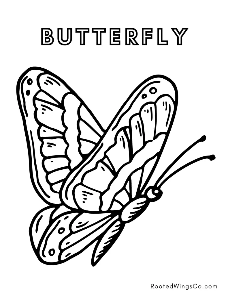 Free butterfly life cycle coloring pages