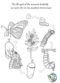 Freebie coloring page life cycle of the monarch butterfly tpt