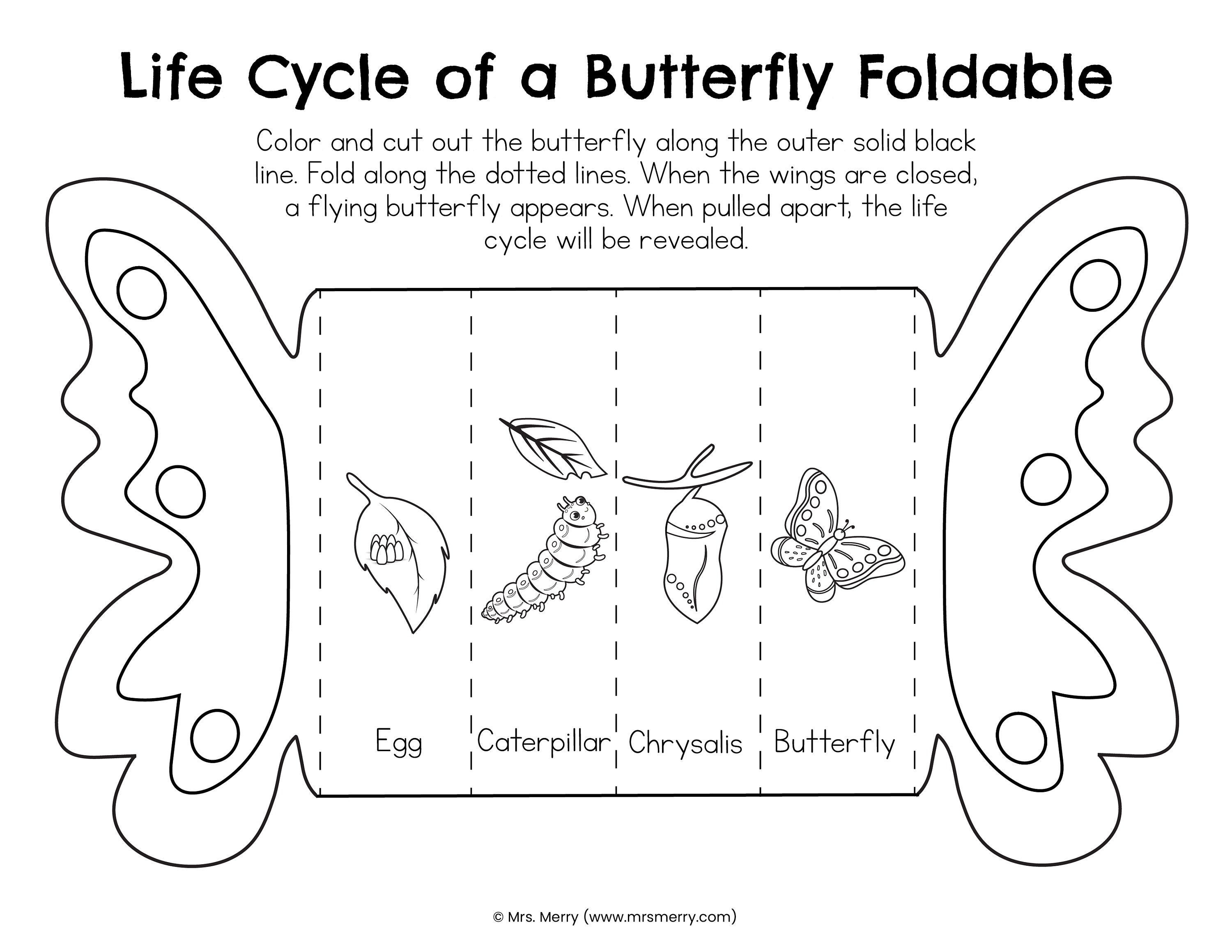 Foldable butterfly life cycle printable