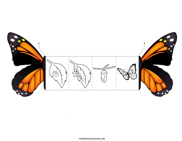 Butterfly life cycle printables homemade heather