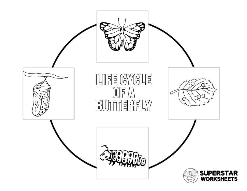 Butterfly worksheets