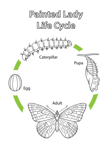 Life cycle of a painted lady butterfly coloring page free printable coloring pages