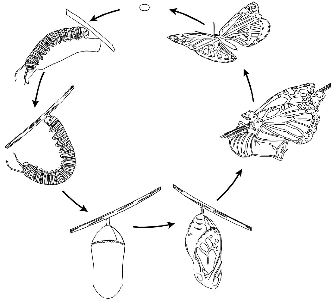 Biology monarch butterfly life cycle coloring page