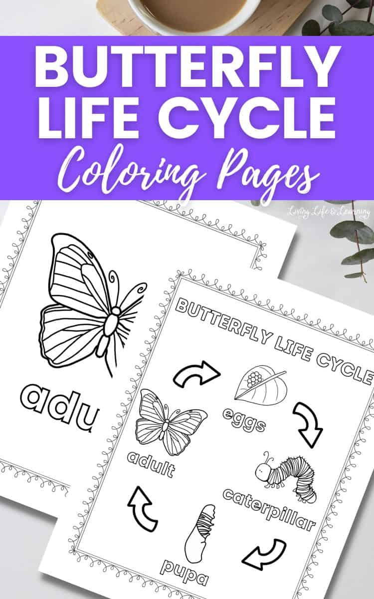 Butterfly life cycle coloring pages