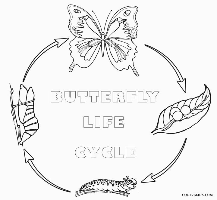 Butterfly life cycle coloring pages butterfly coloring page valentines day coloring page coloring pages