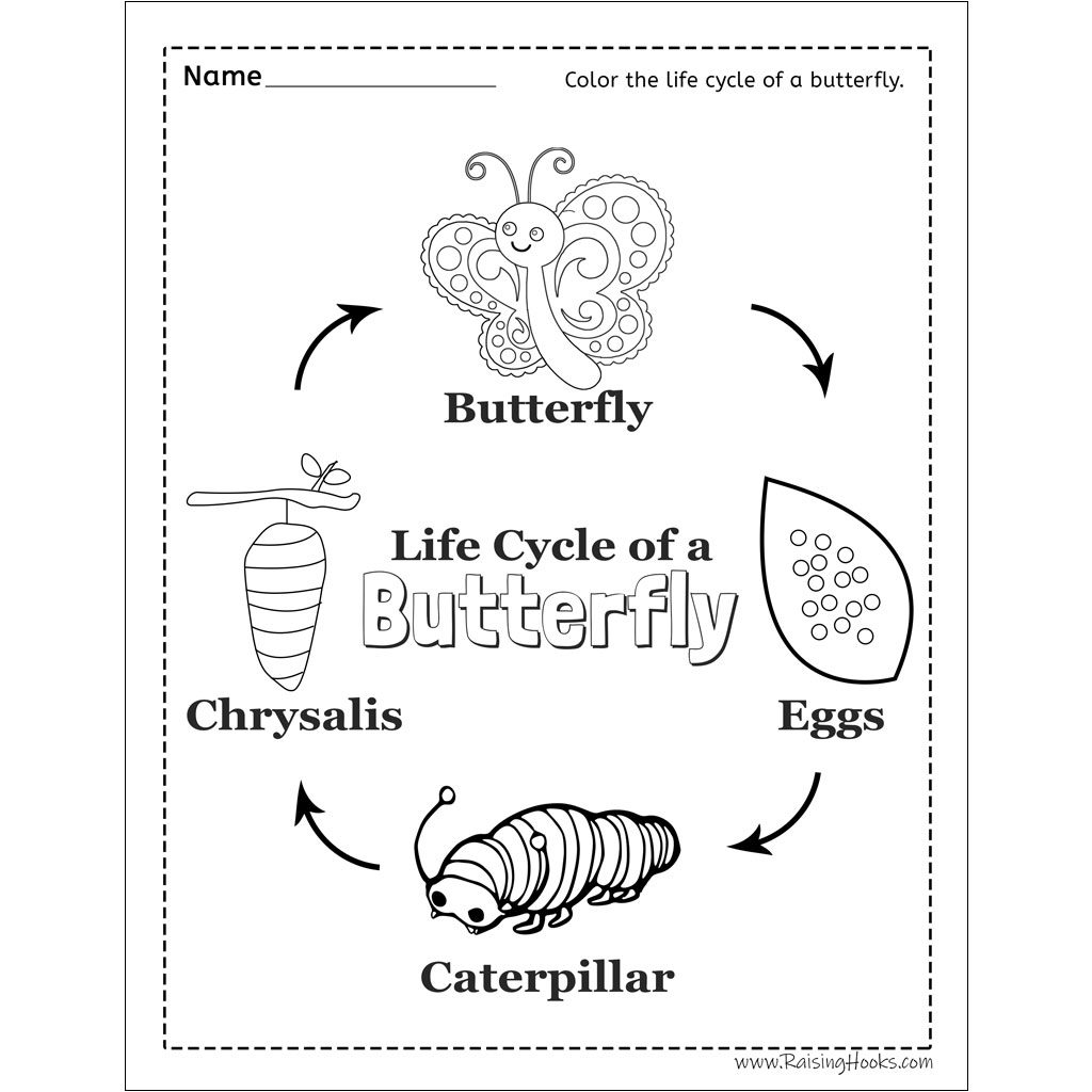 Life cycle of a butterfly wheel