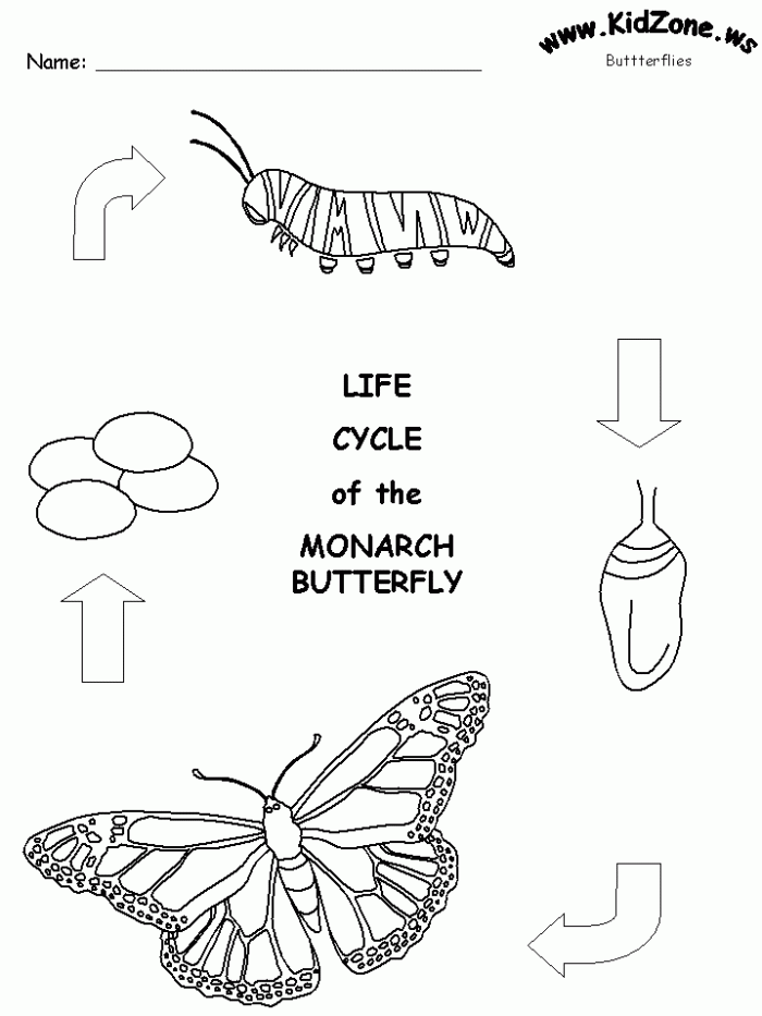 Color the life cycle butterfly worksheets