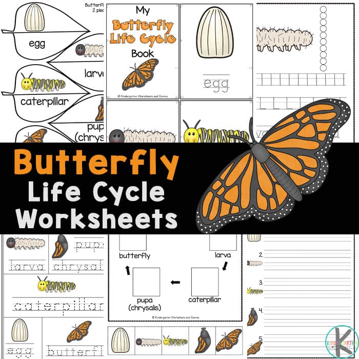 Ð free printable butterfly life cycle worksheets