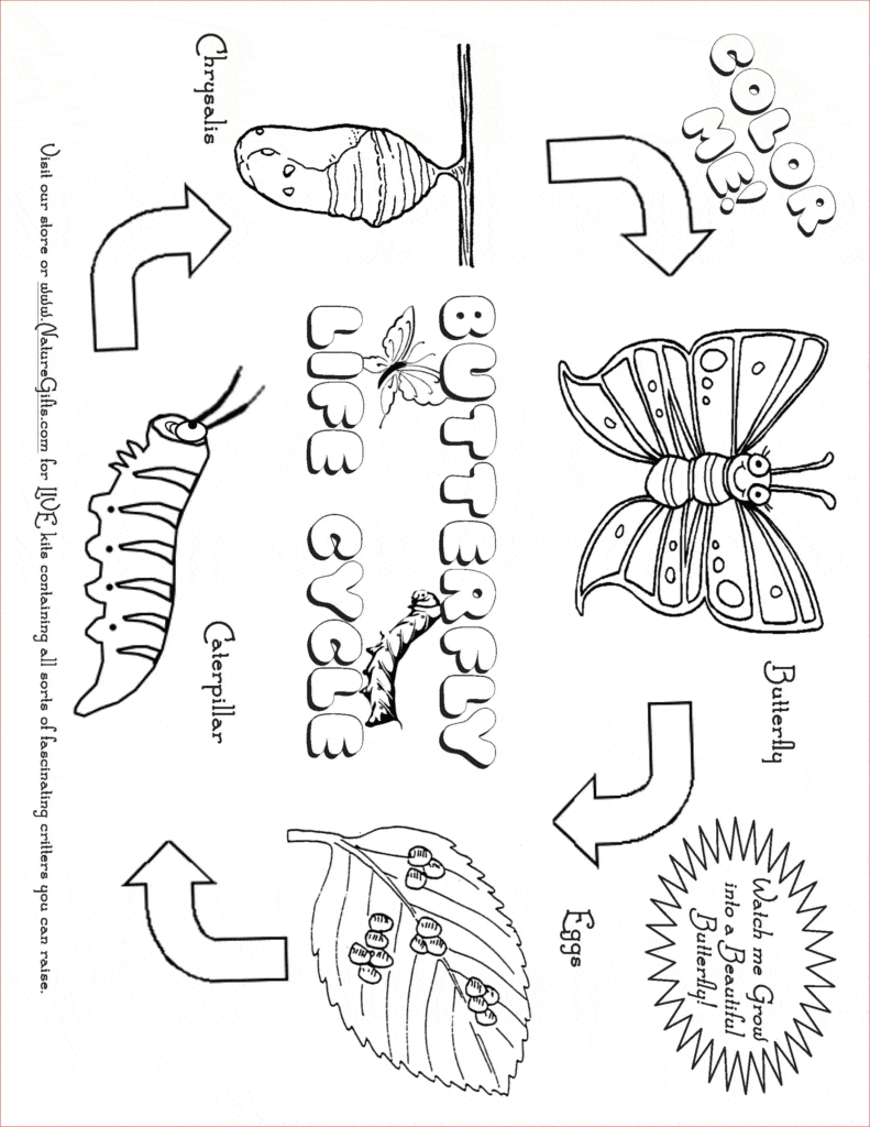 Butterfly life cycle coloring page