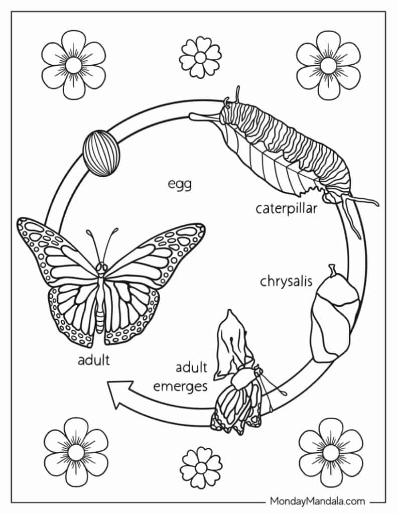 Butterfly coloring pages free pdf printables