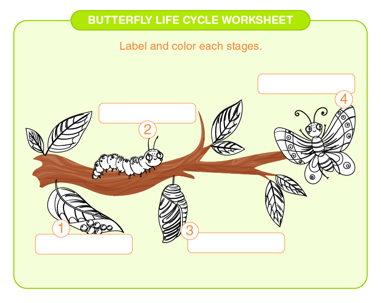 Butterfly life cycle worksheet download free printables for kids