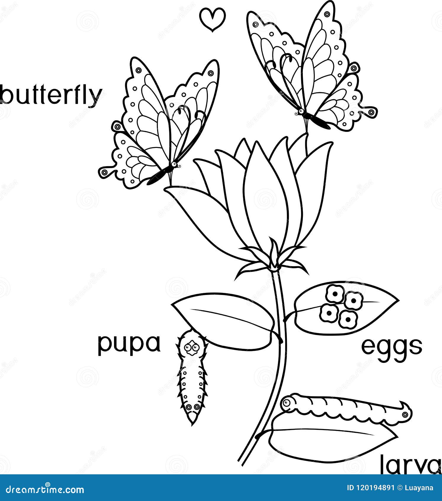 Coloring page life cycle of butterfly with titles stock vector