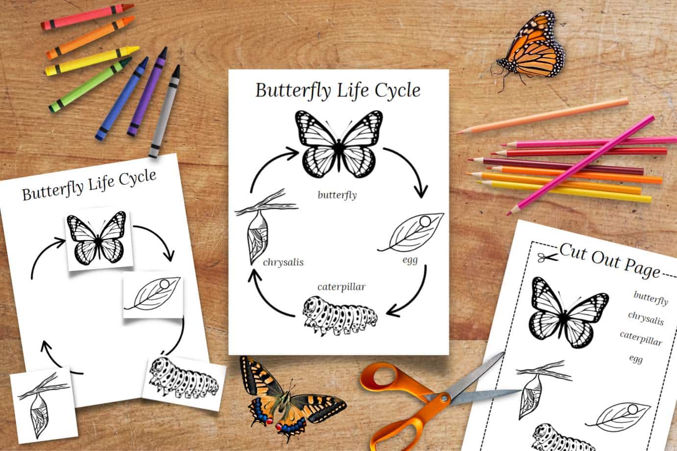 Explore the butterfly life cycle with a free coloring page