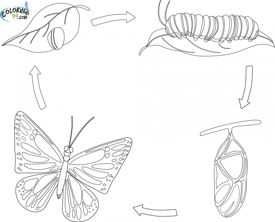 Get this coloring pages butterfly life cycle jg