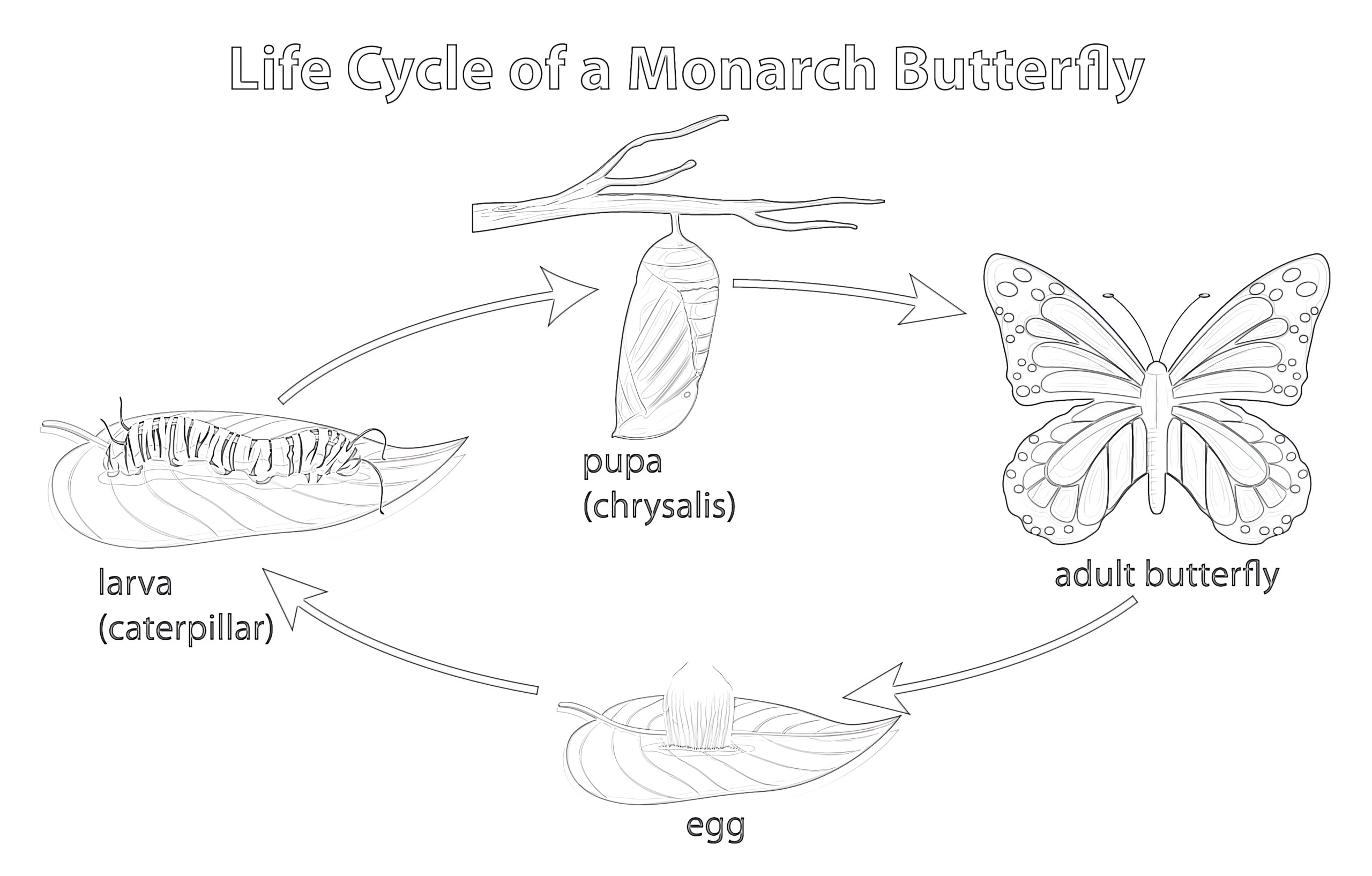 Life cycle of monarch butterfly coloring page