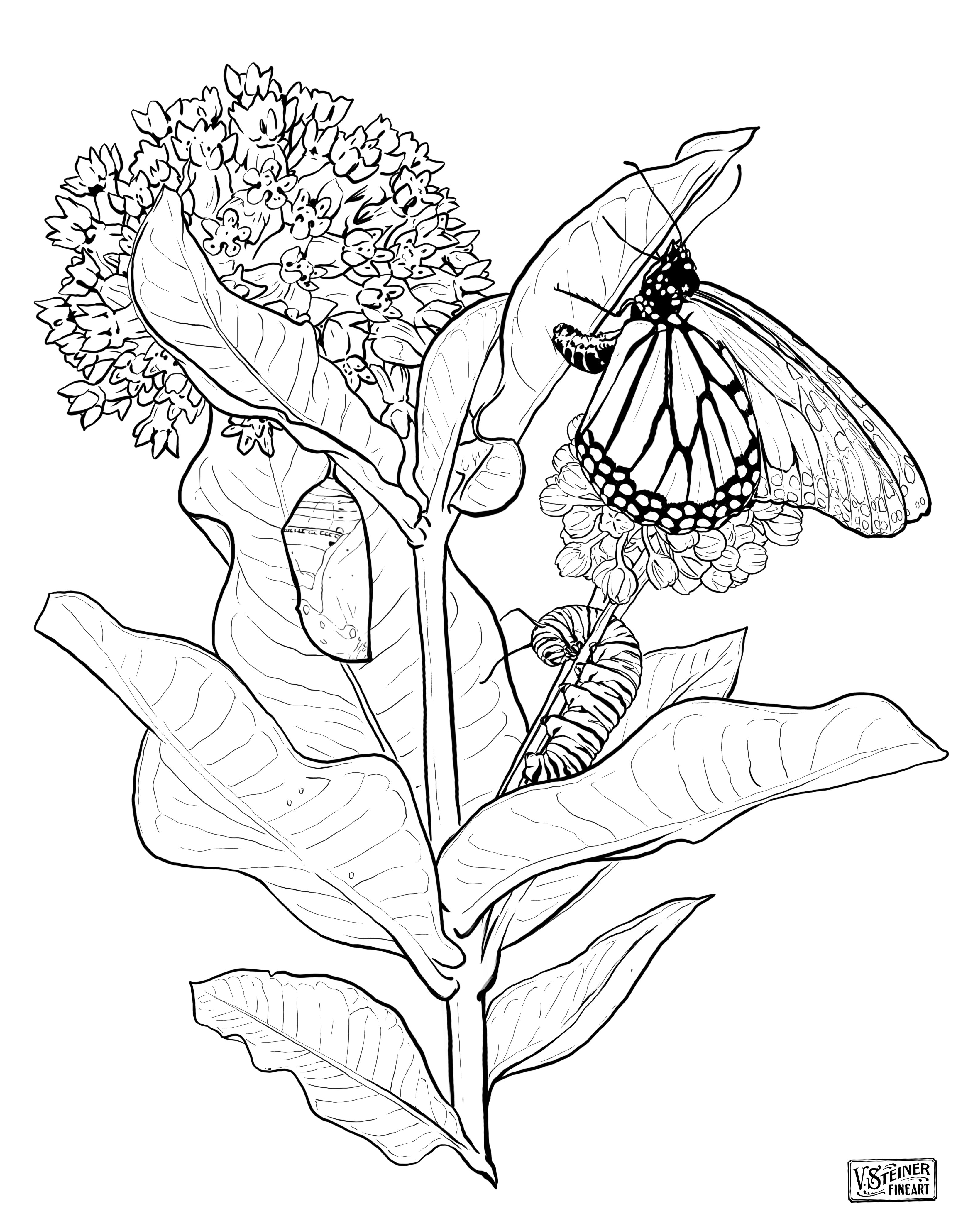 Monarch lifecycle downloadable coloring page â vsteiner