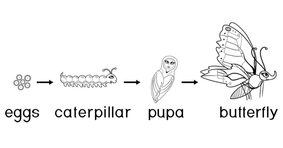 Butterfly life cycle coloring page