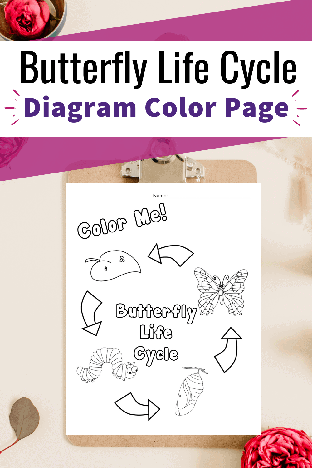 Free printable butterfly life cycle coloring page for kids