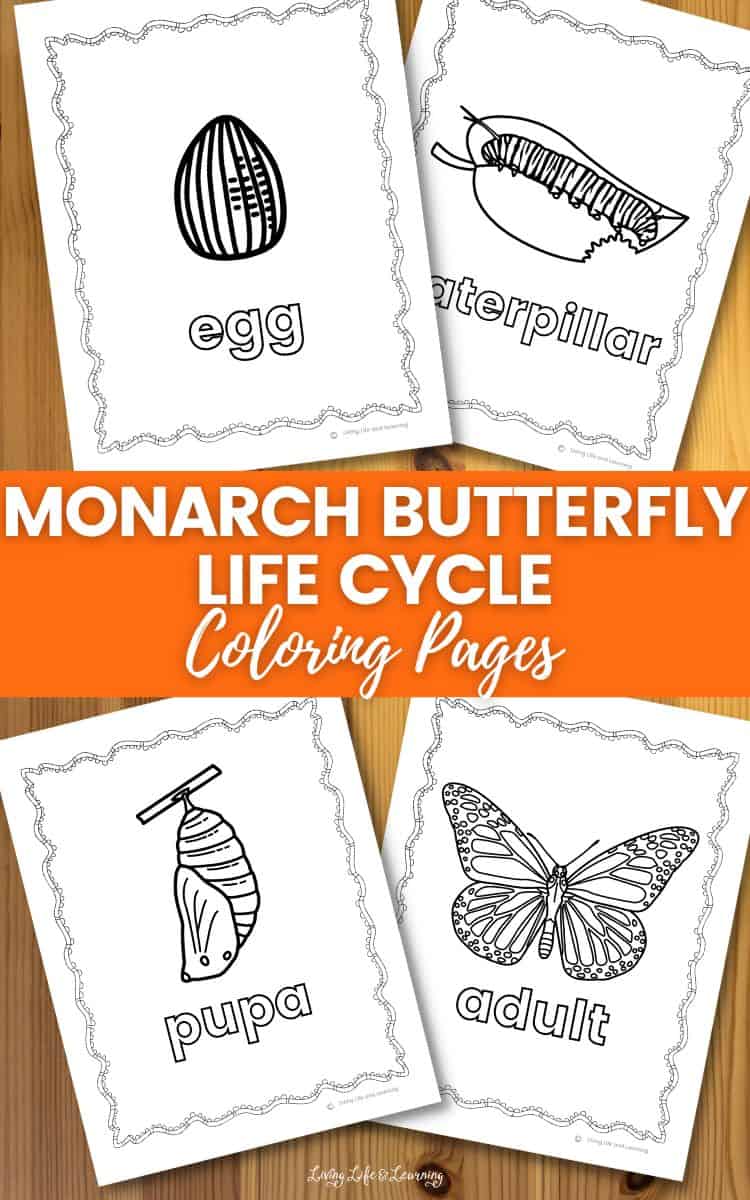 Monarch butterfly life cycle coloring pages