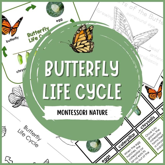 Life cycle of the butterfly