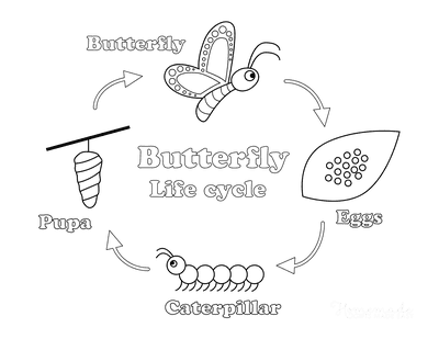 Free butterfly coloring pages for kids adults