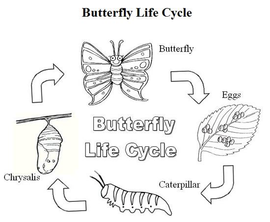 Coloring pages butterfly metamorphosis free coloring pages for kids butterfly life cycle life cycles butterfly coloring page