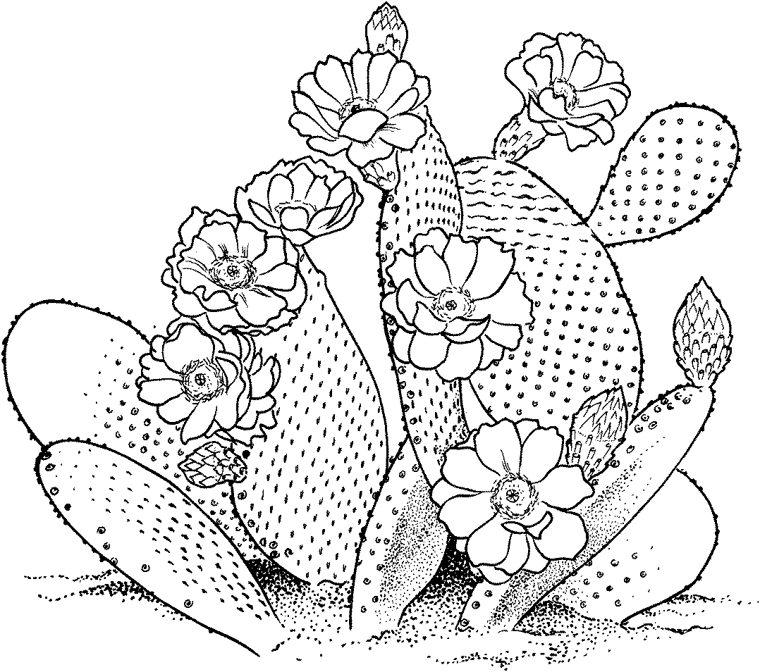 Free printable cactus coloring pages for kids flower coloring pages cactus drawing pattern coloring pages