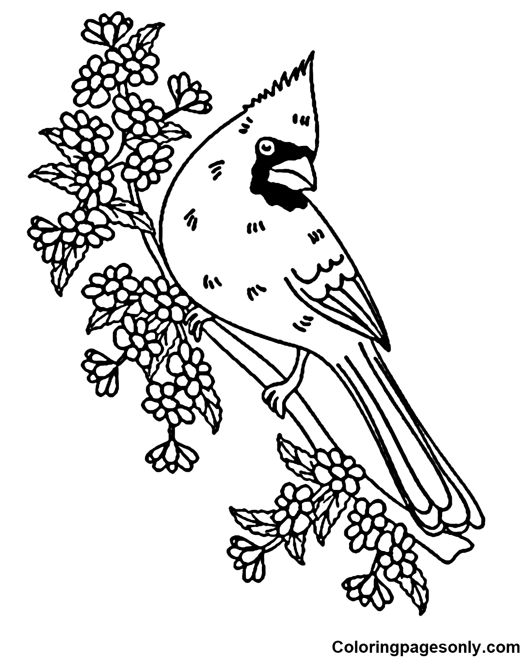 Cardinal coloring pages printable for free download