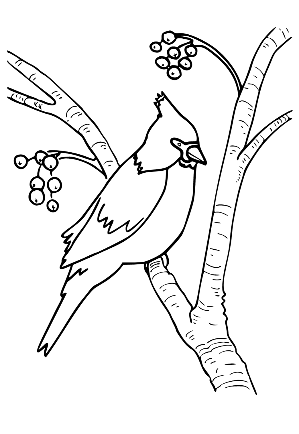 Free printable cardinal berries coloring page for adults and kids