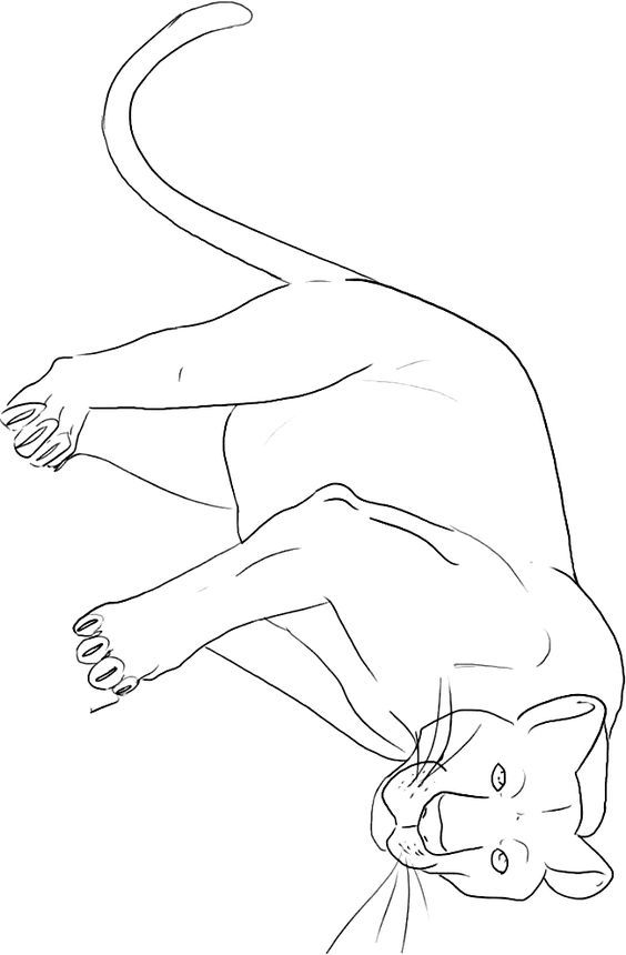 Printable panther coloring pages