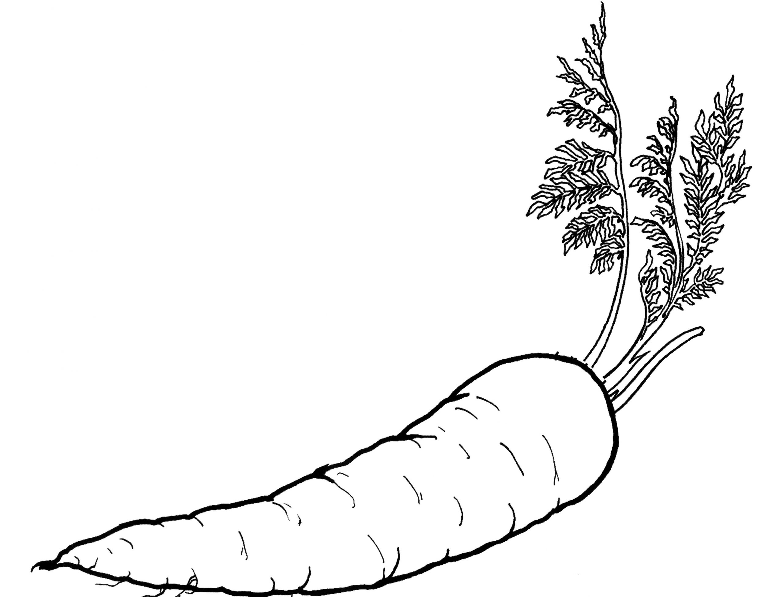 Carrot coloring pages