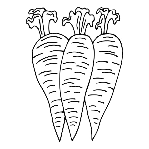 Carrot coloring page free printable