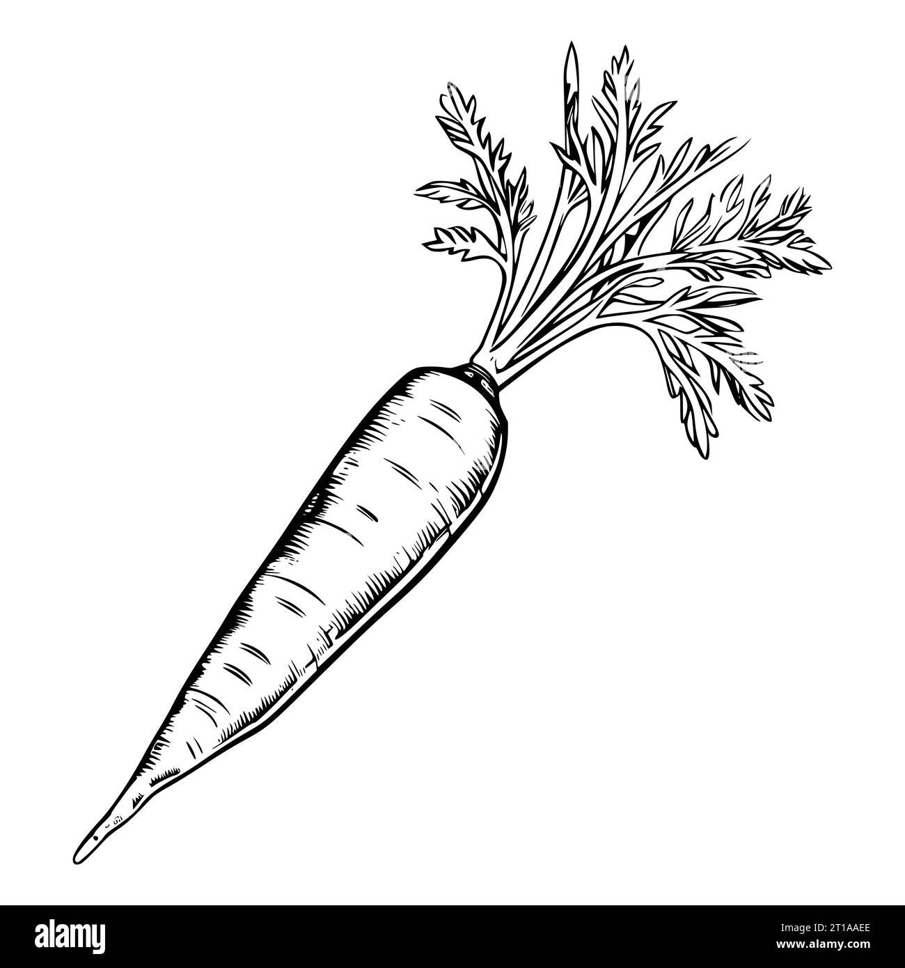 Printable carrot coloring page black and white stock photos images