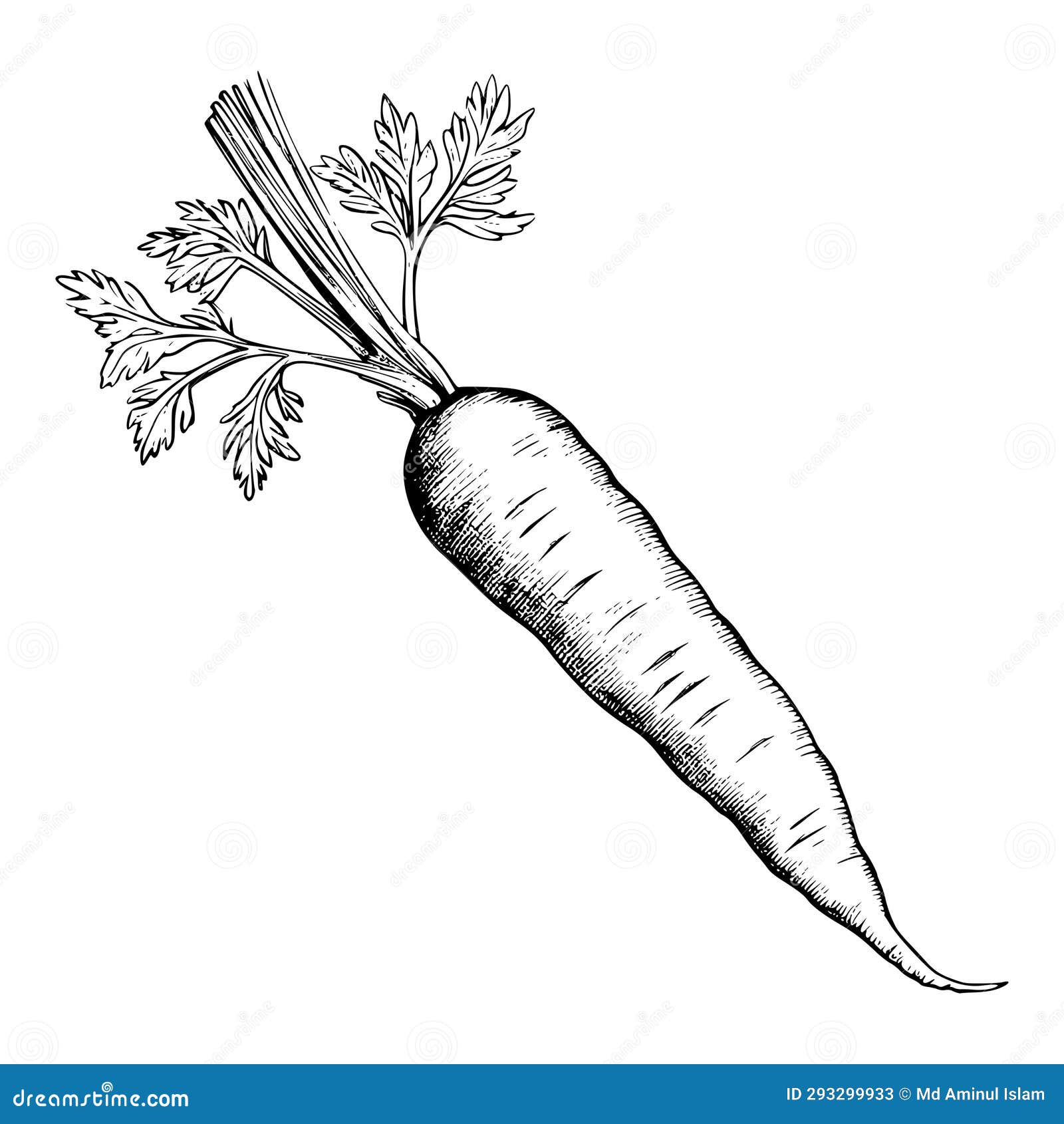 Carrot coloring page drawing for kids stock vector