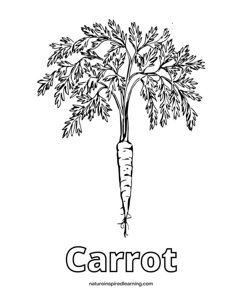 Simple carrot coloring pages