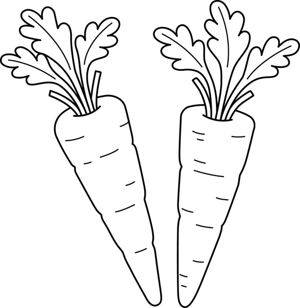 Thousand carrot outline drawing royalty