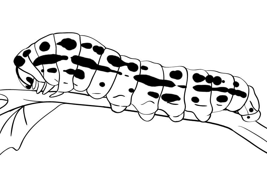 Free printable caterpillar coloring pages for kids