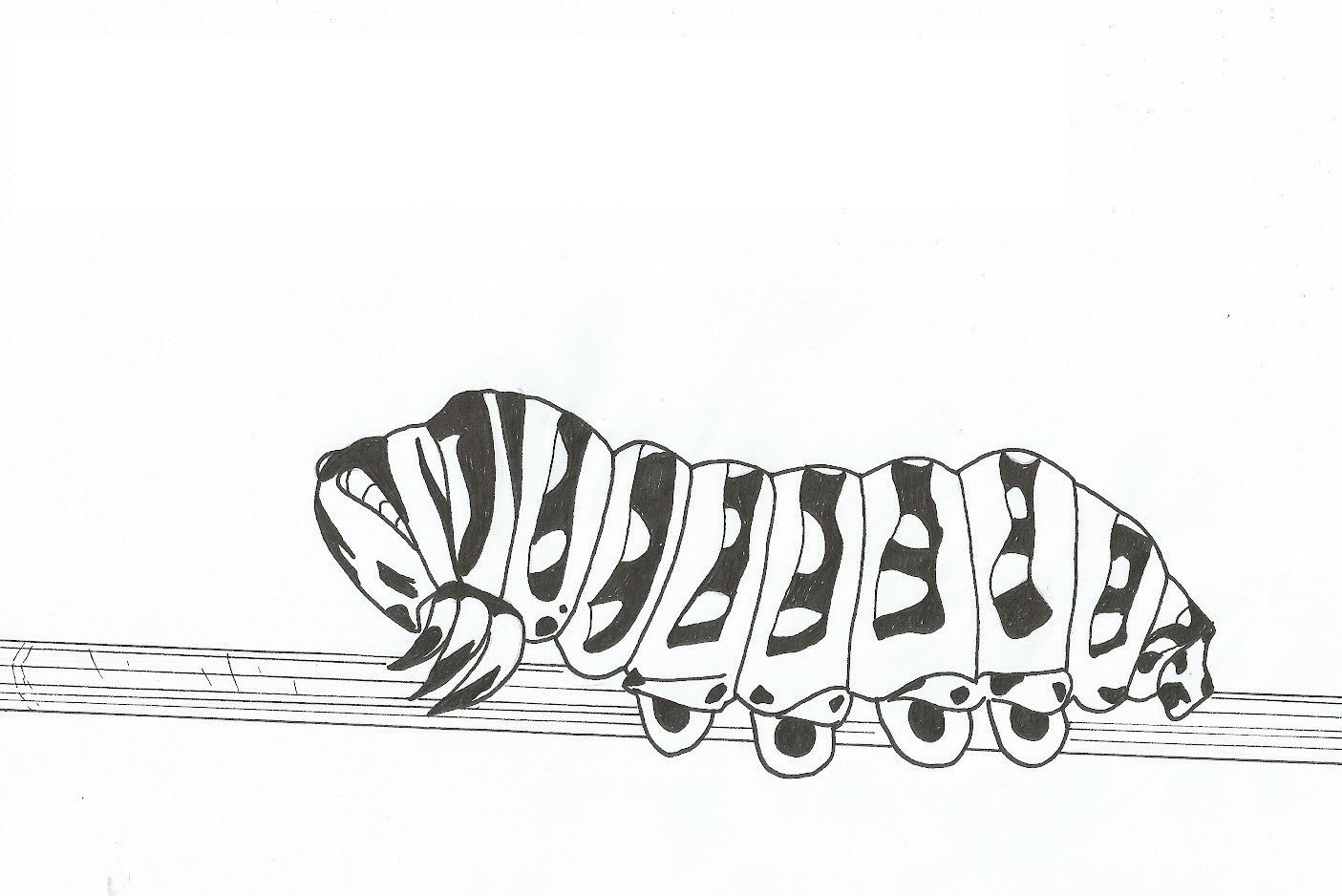 Free printable caterpillar coloring pages for kids