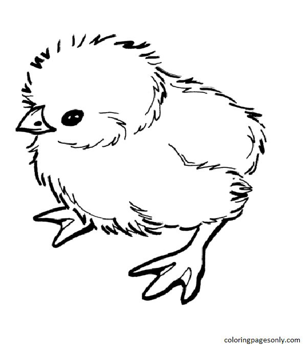 Chick coloring pages