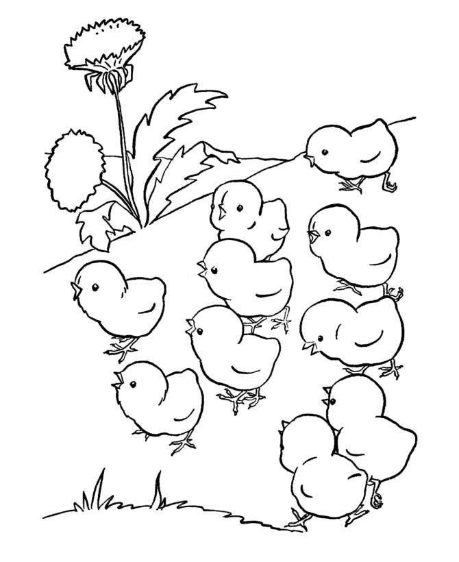 Chick coloring page