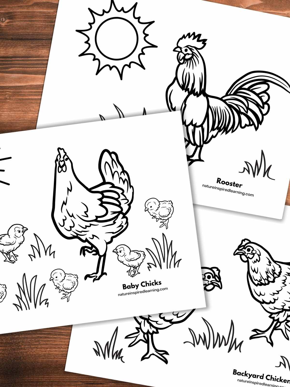 Adorable chicken coloring pages