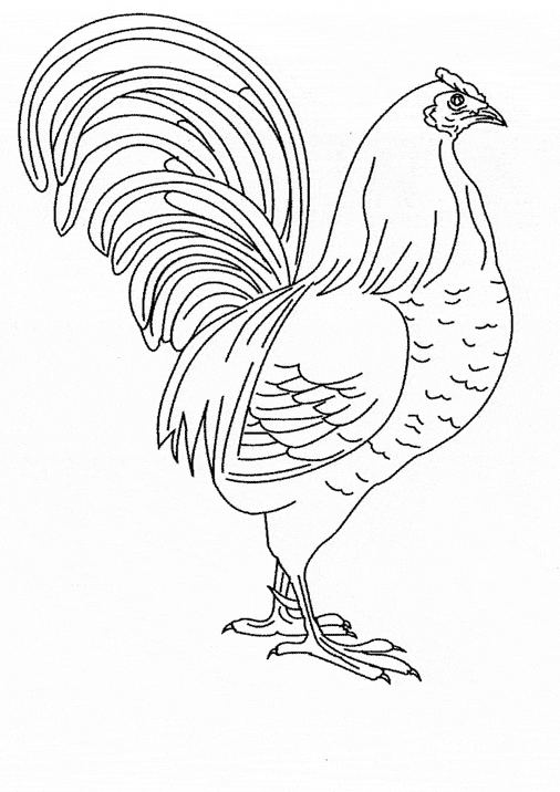 Chicken coloring page