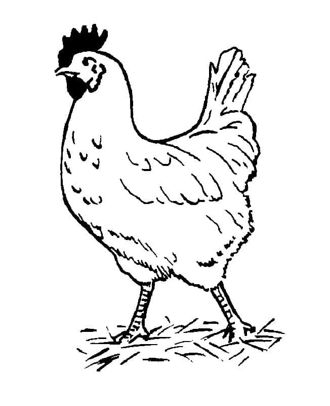 Chicken coloring pages