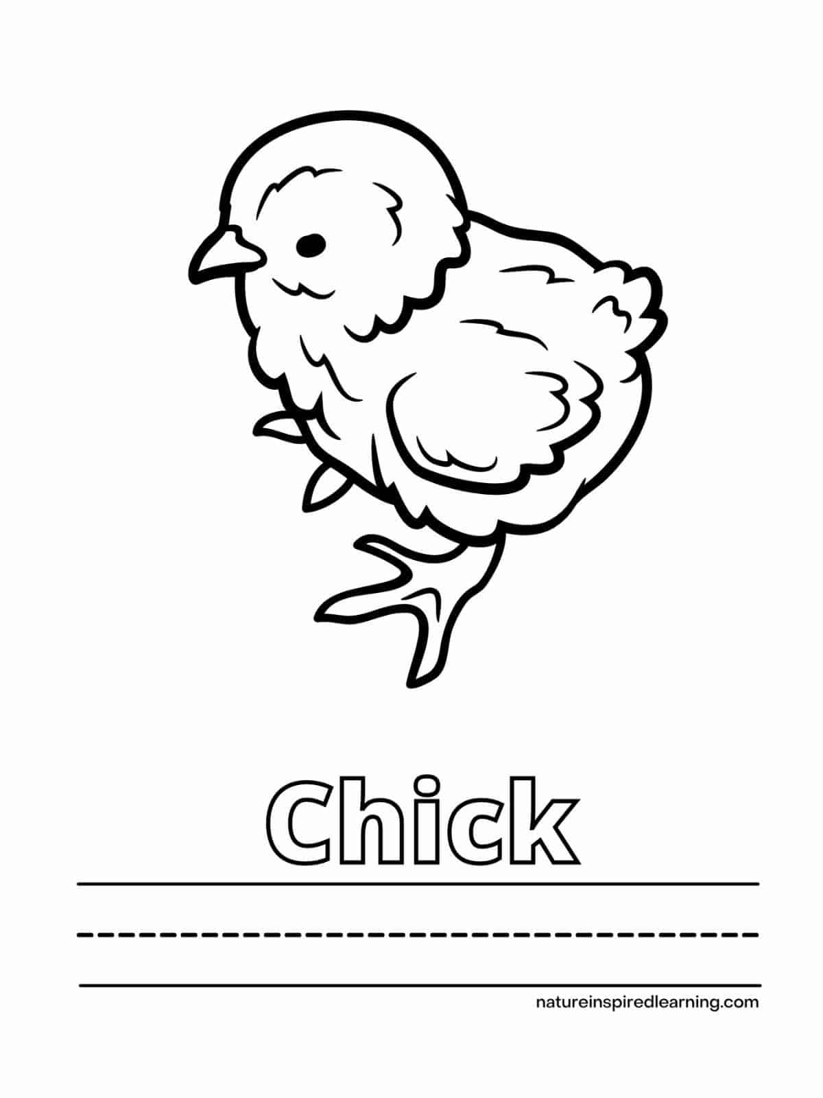 Adorable chicken coloring pages