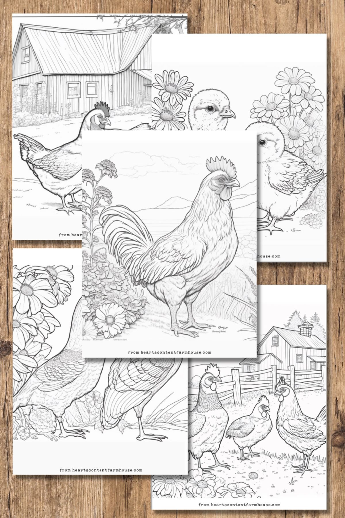 Free chicken coloring pages kid and adult versions hearts content farmhouse