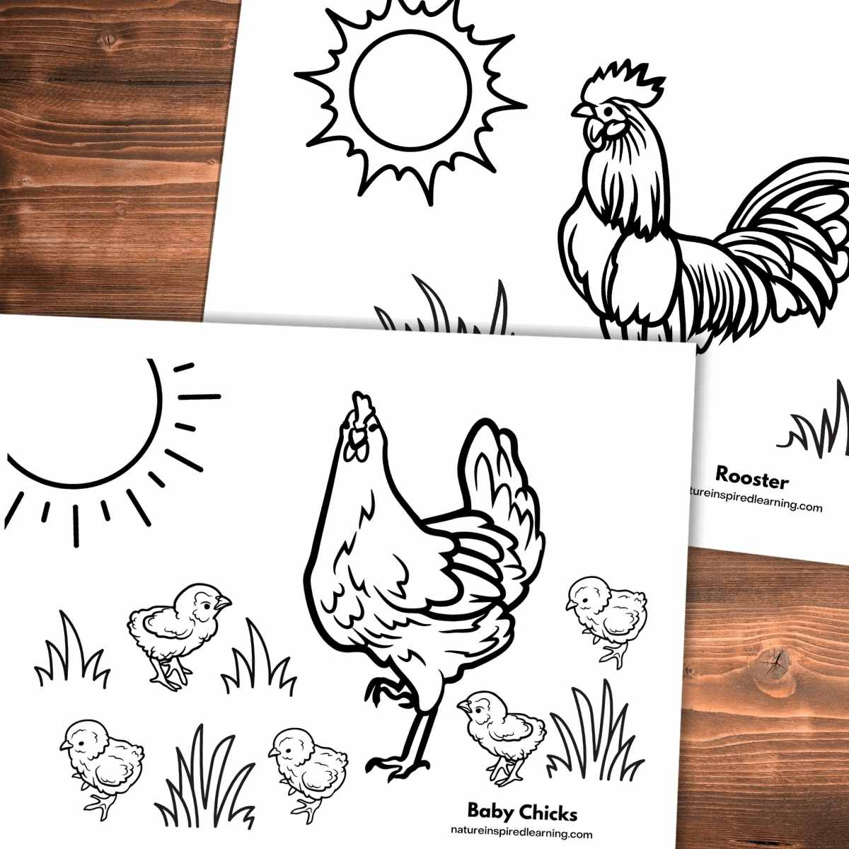 Adorable chicken coloring pages