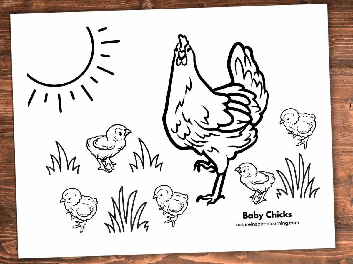 Adorable chicken coloring pages