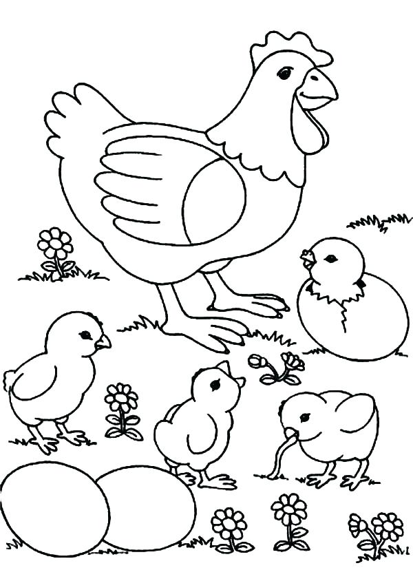 Chicken coloring pages