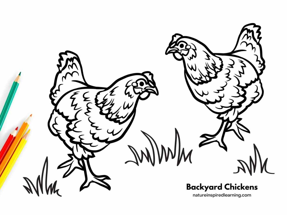 Adorable chicken coloring pages