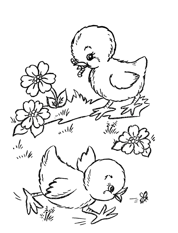 Chicken coloring pages